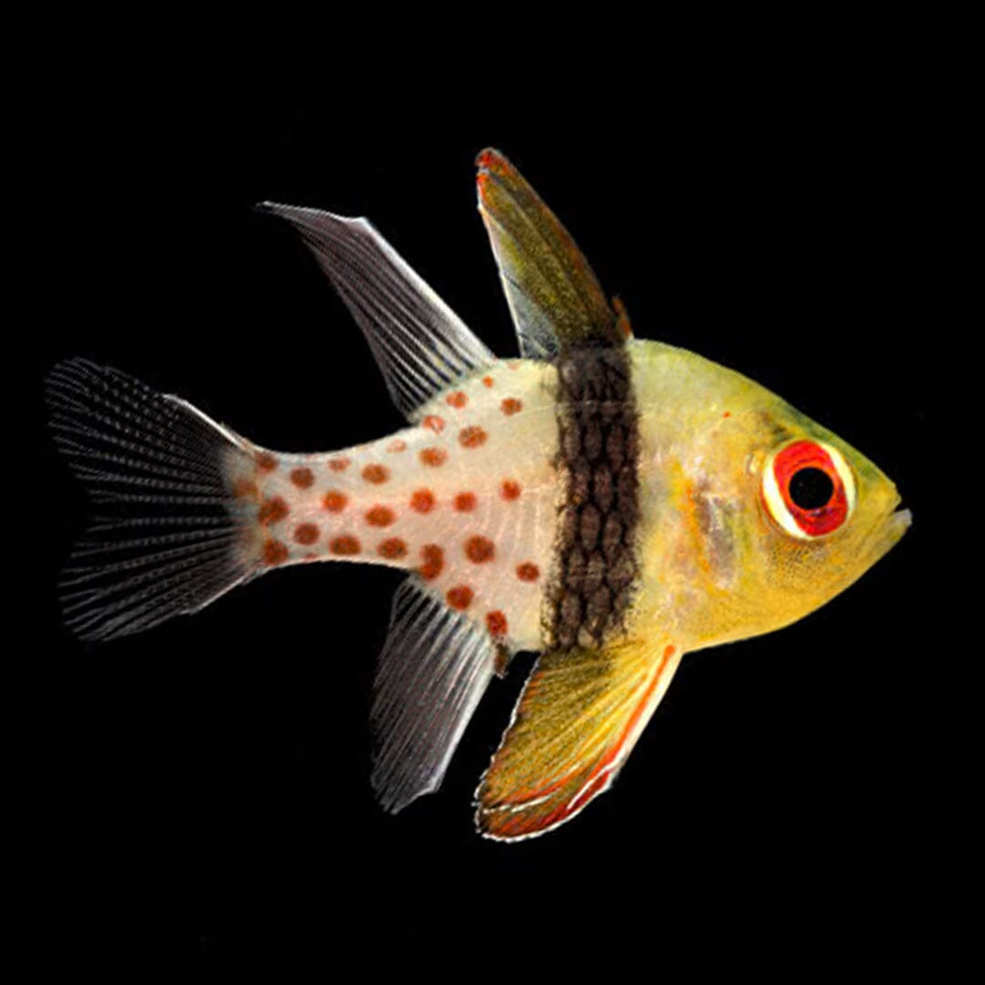 Pajama Cardinal Fish Reef Lounge USA