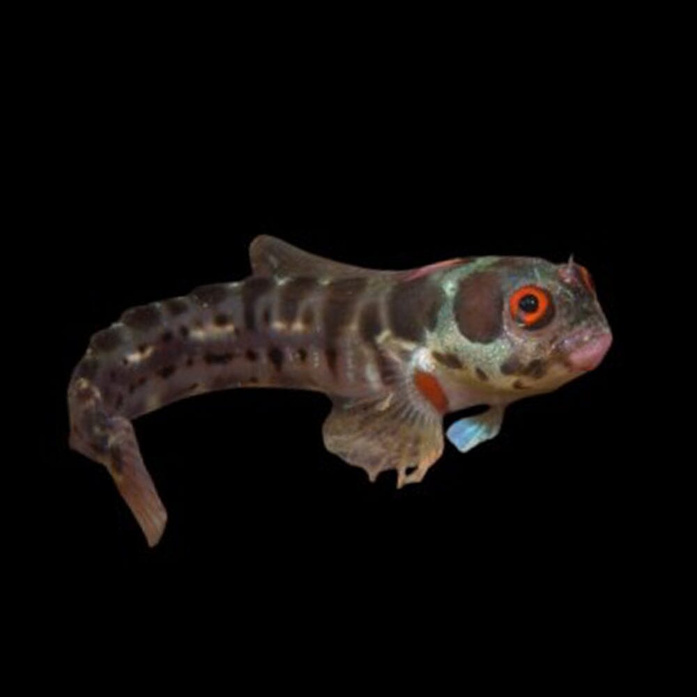 Panamic Barnacle Blenny Fish Reef Lounge Coral