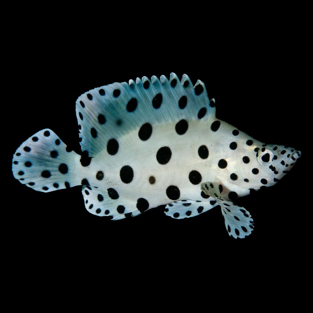 Panther Grouper Fish Reef Lounge USA