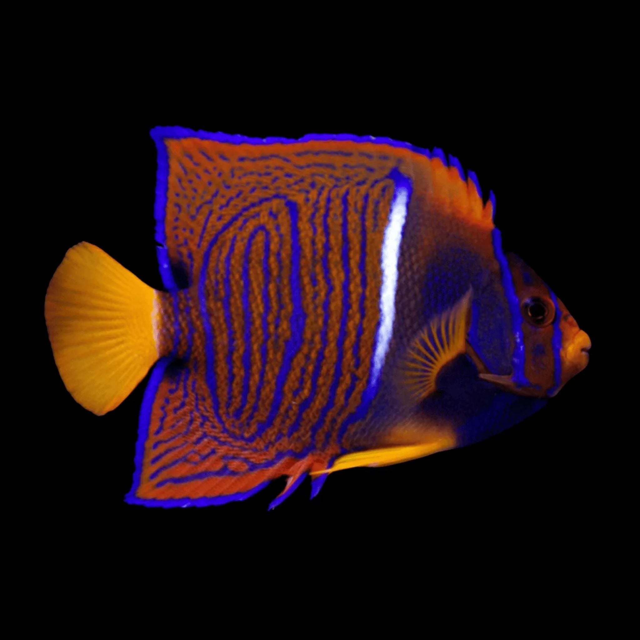Passer Angelfish Fish Reef Lounge USA