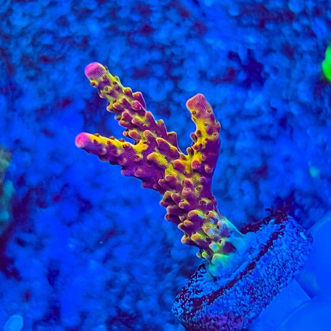 'PC Rainbow' Acropora Reef Lounge Coral