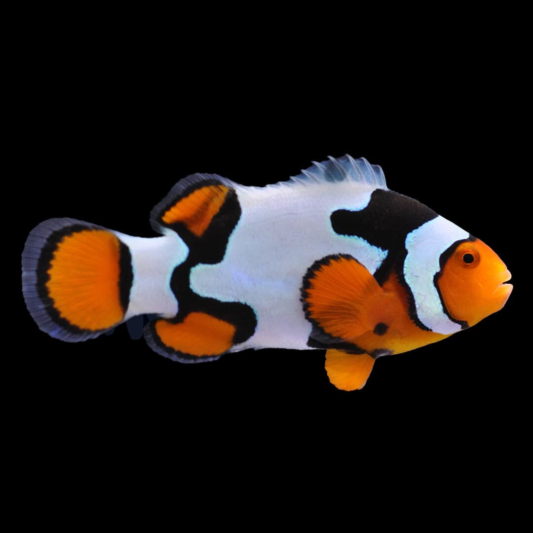 Picasso Clownfish Fish Reef Lounge USA