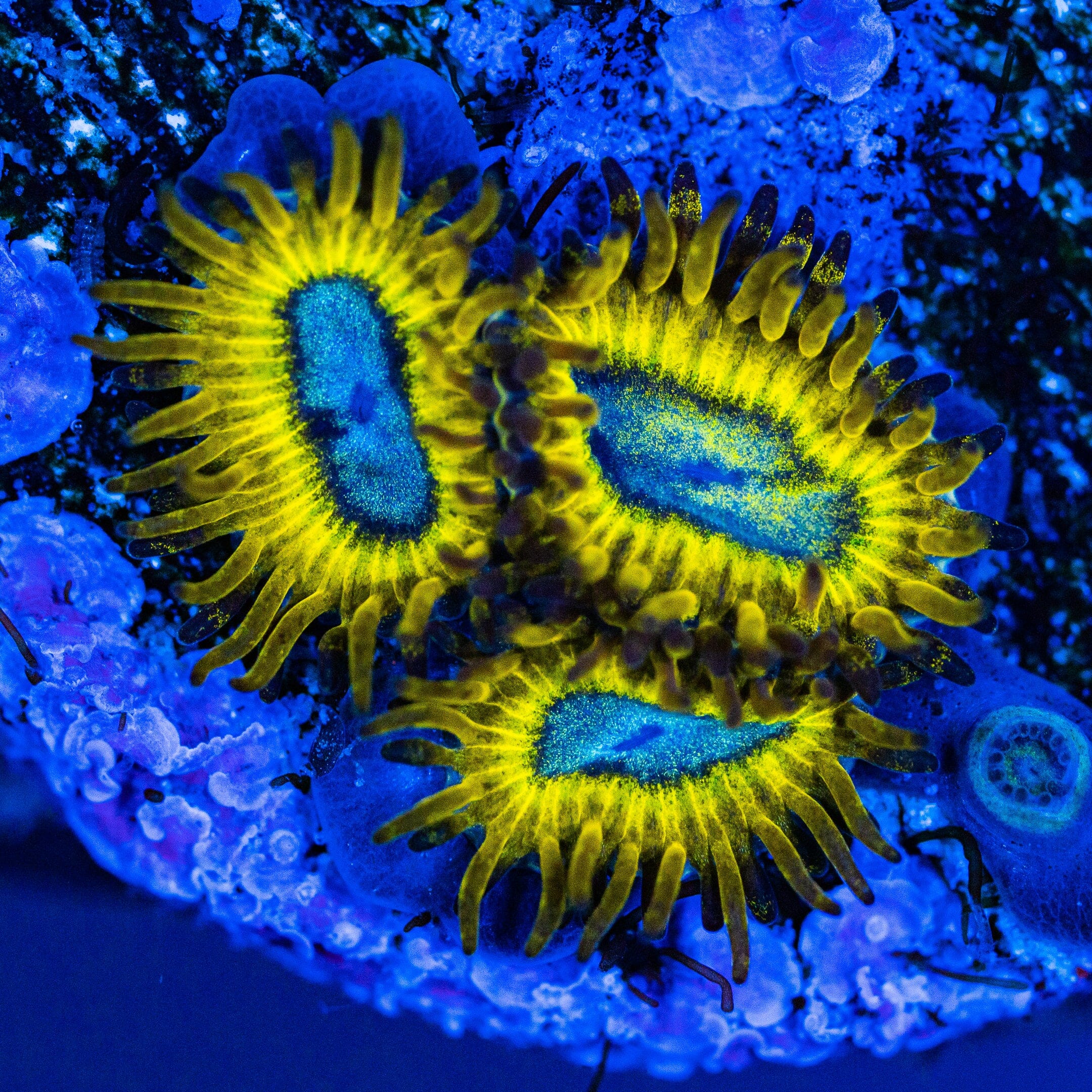 Pikachu Zoanthids Soft Coral Reef Lounge USA