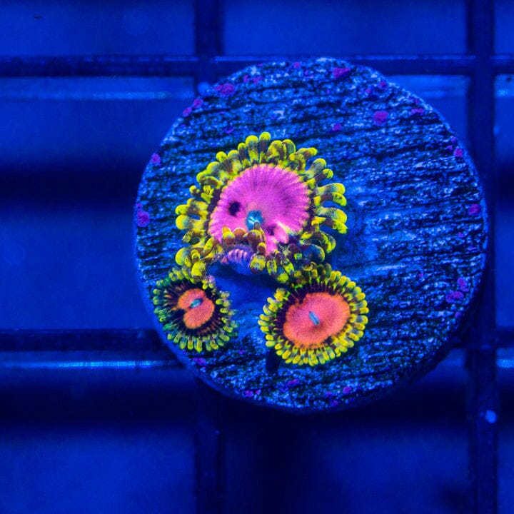 Pink Diamond Zoanthids - WYSIWYG Auction Reef Lounge Norco 