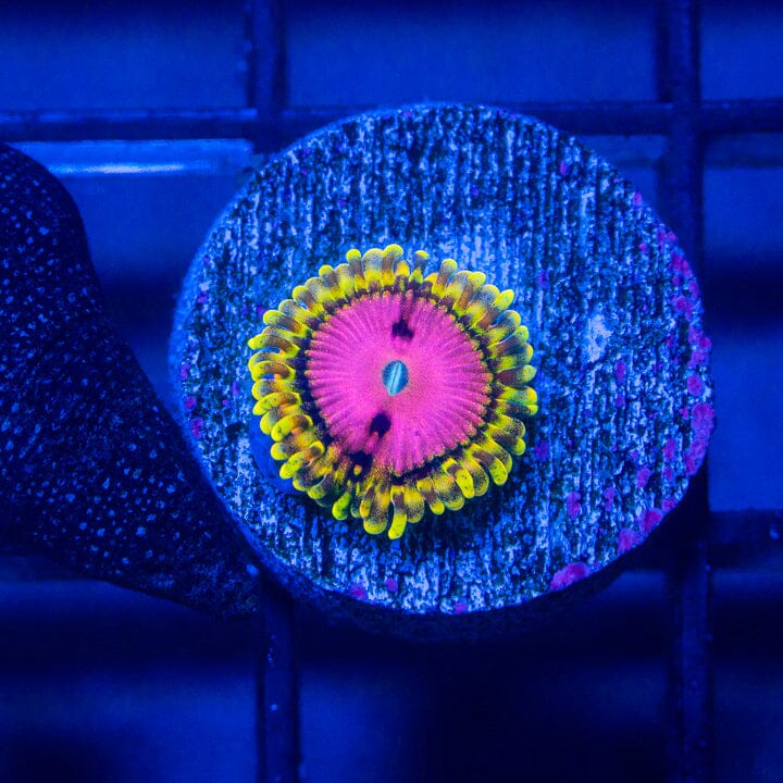 Pink Diamond Zoanthids - WYSIWYG Auction Reef Lounge Norco 