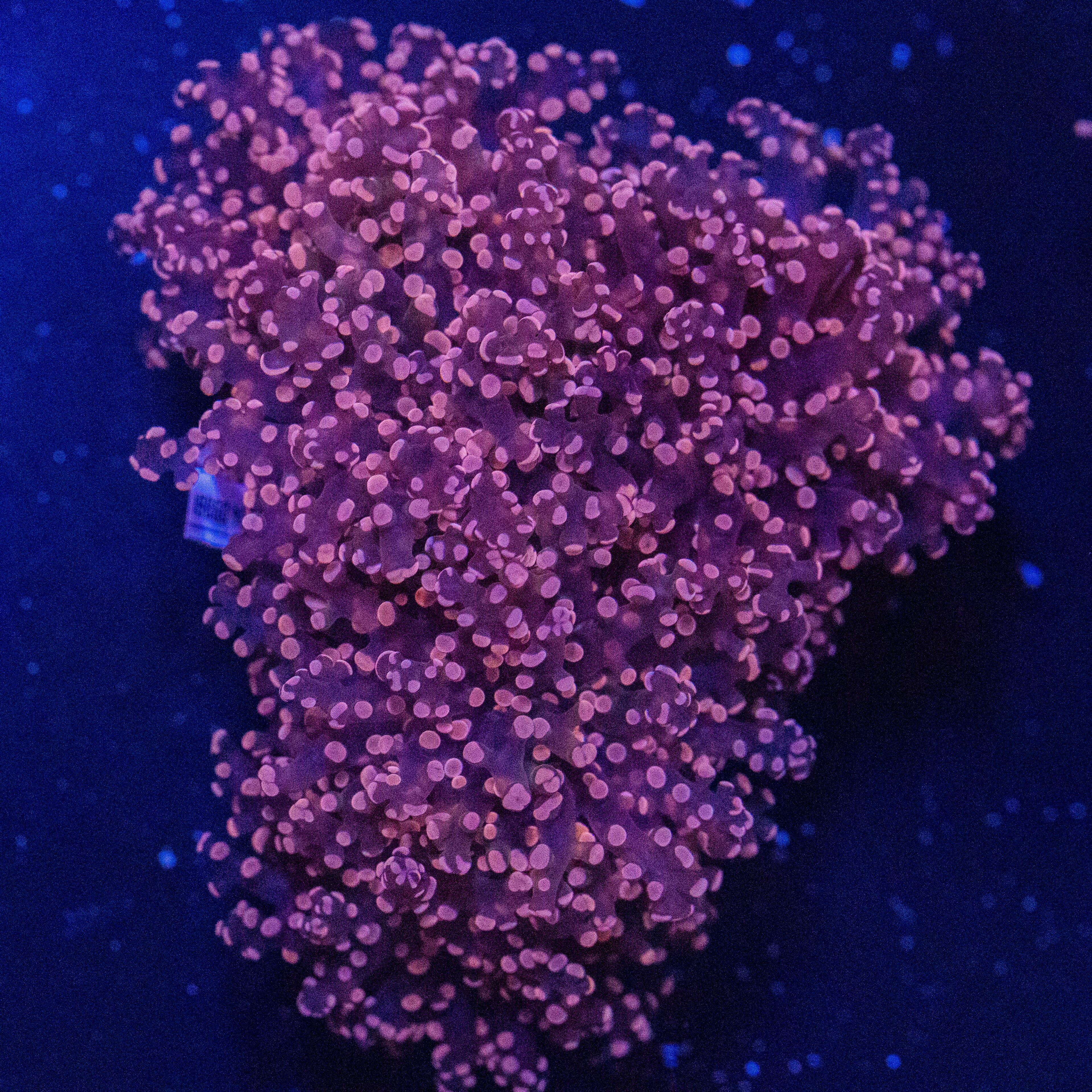 Pink Octospawn Colony - WYSIWYG Reef Lounge Norco