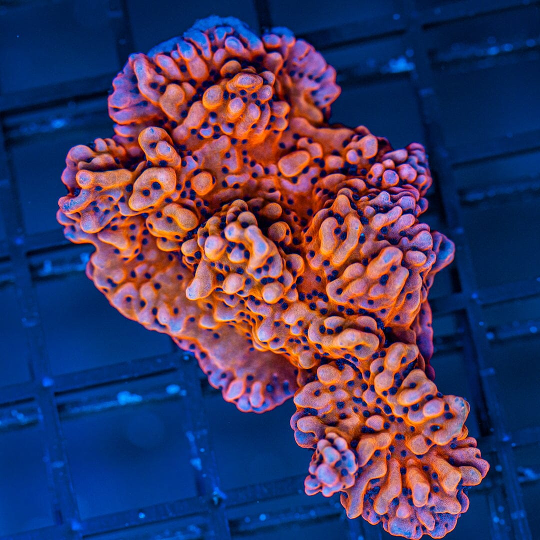 Pink Panther Montipora palawensis