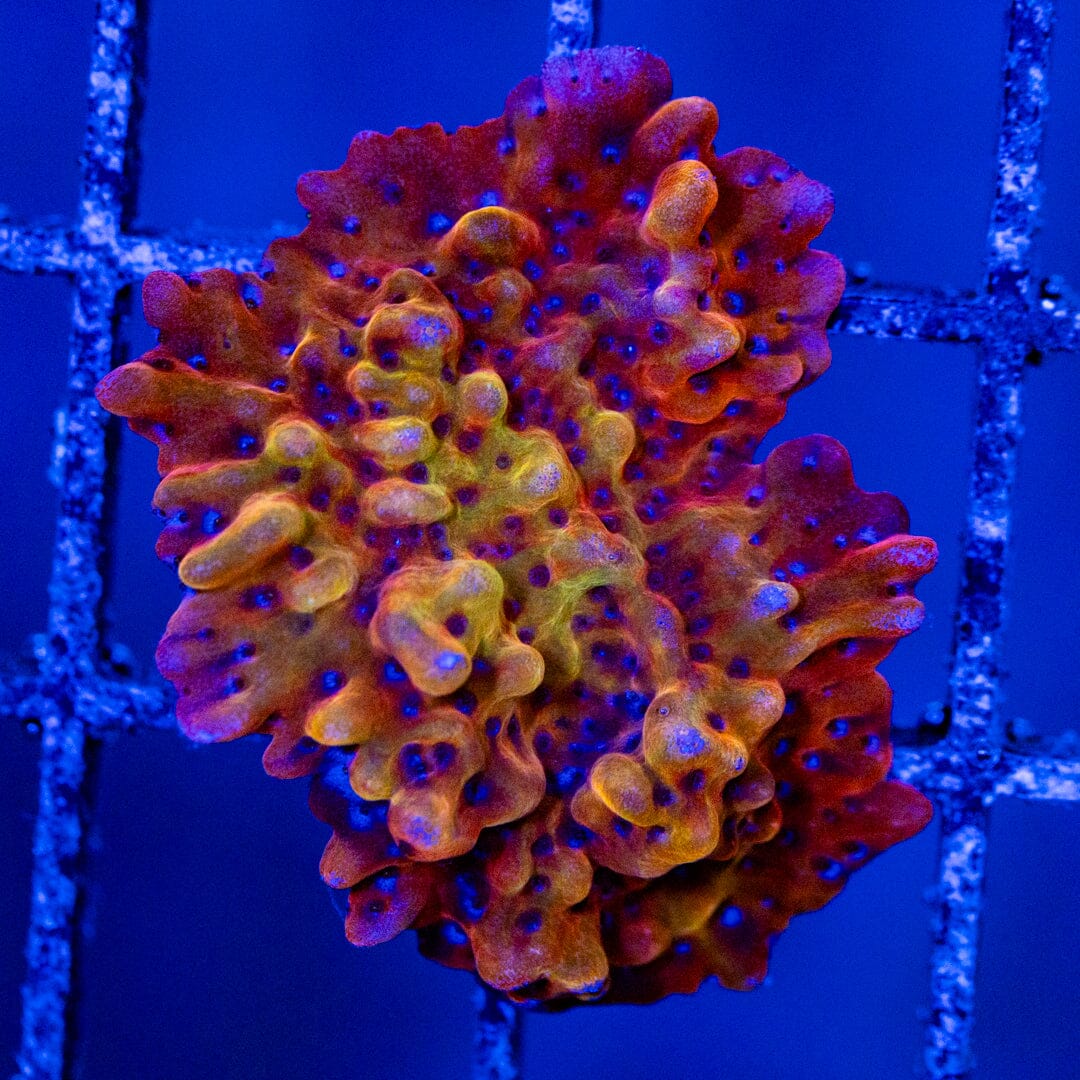 Pink Panther Montipora - WYSIWYG Zoa Reef Lounge USA