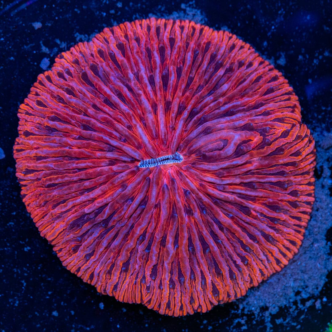 Pink Passion Plate Coral - WYSIWYG LPS Coral Reef Lounge USA
