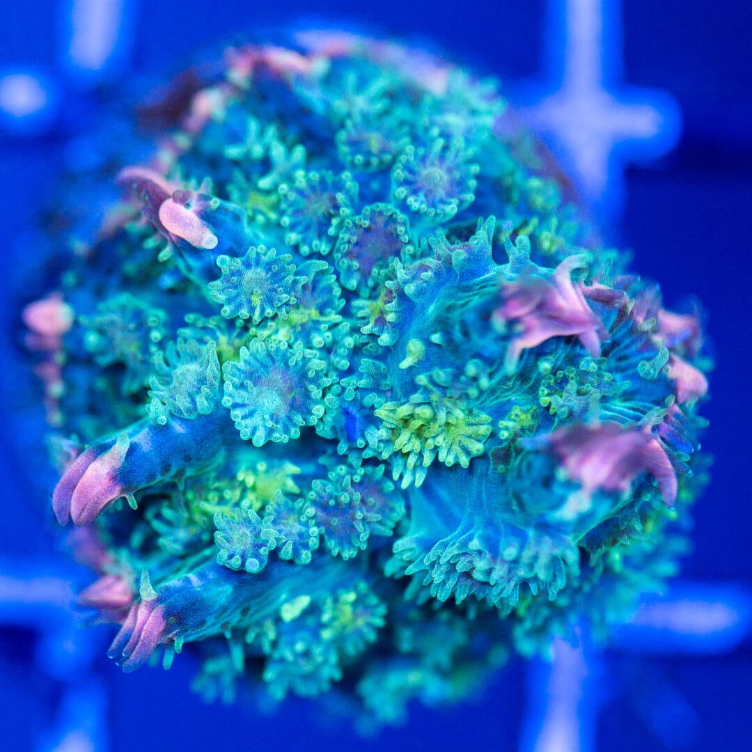 Pink Skirt Mushroom Coral 1A - WYSIWYG Reef Lounge Coral