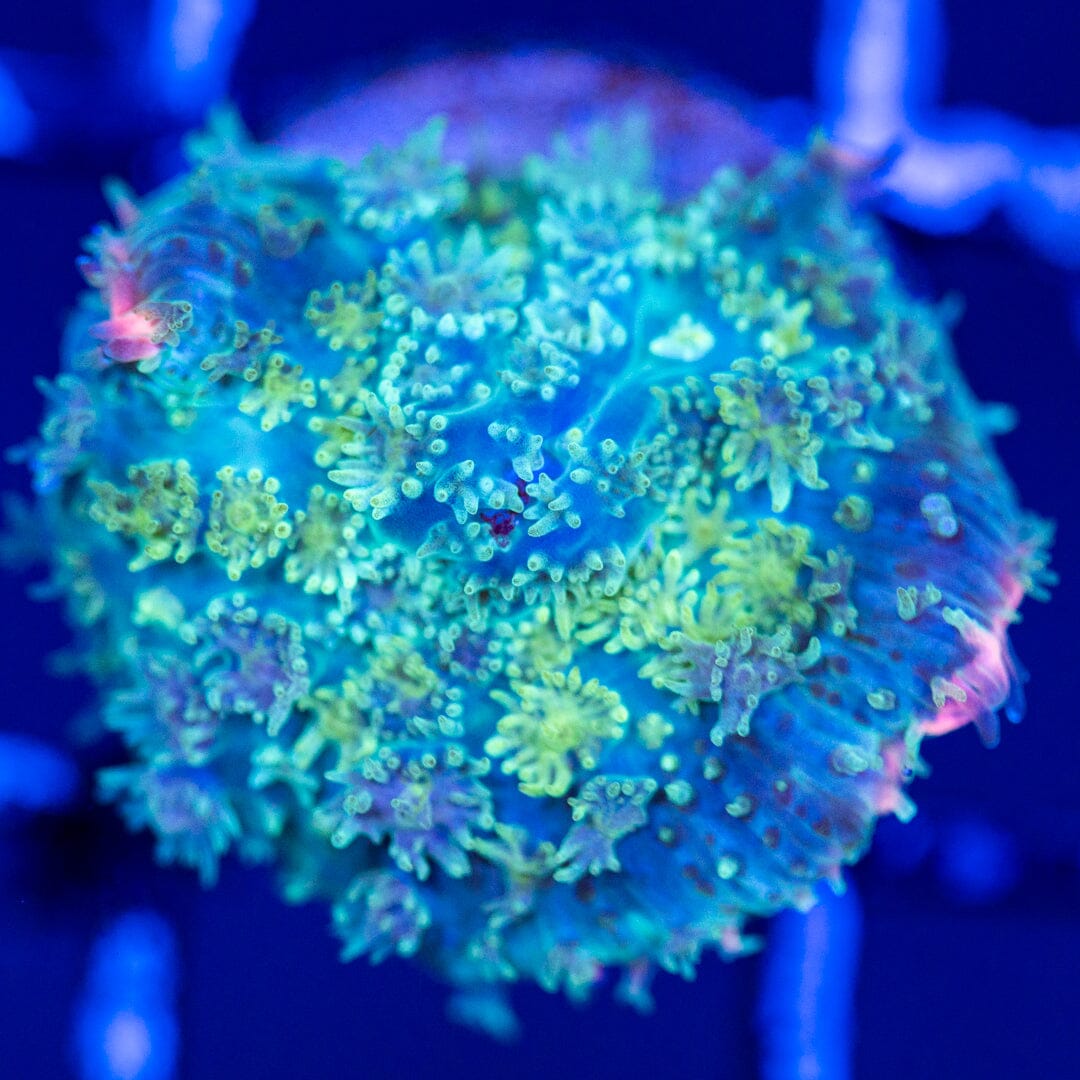 Pink Skirt Mushroom Coral 2A - WYSIWYG Reef Lounge Coral