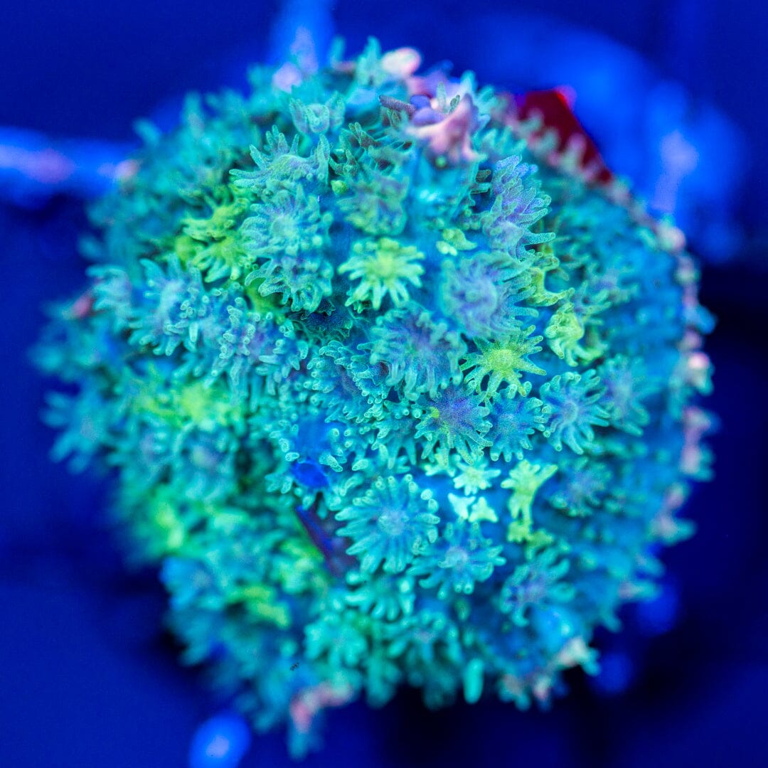 Pink Skirt Mushroom Coral 3A - WYSIWYG Reef Lounge Coral