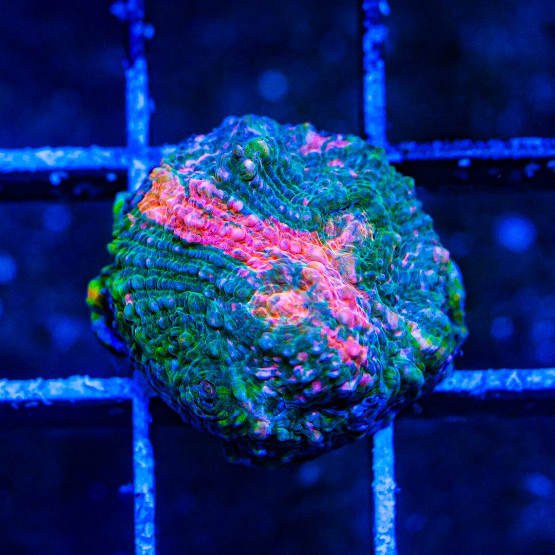 Pink Streak Chalice - WYSIWYG Auction Reef Lounge Norco
