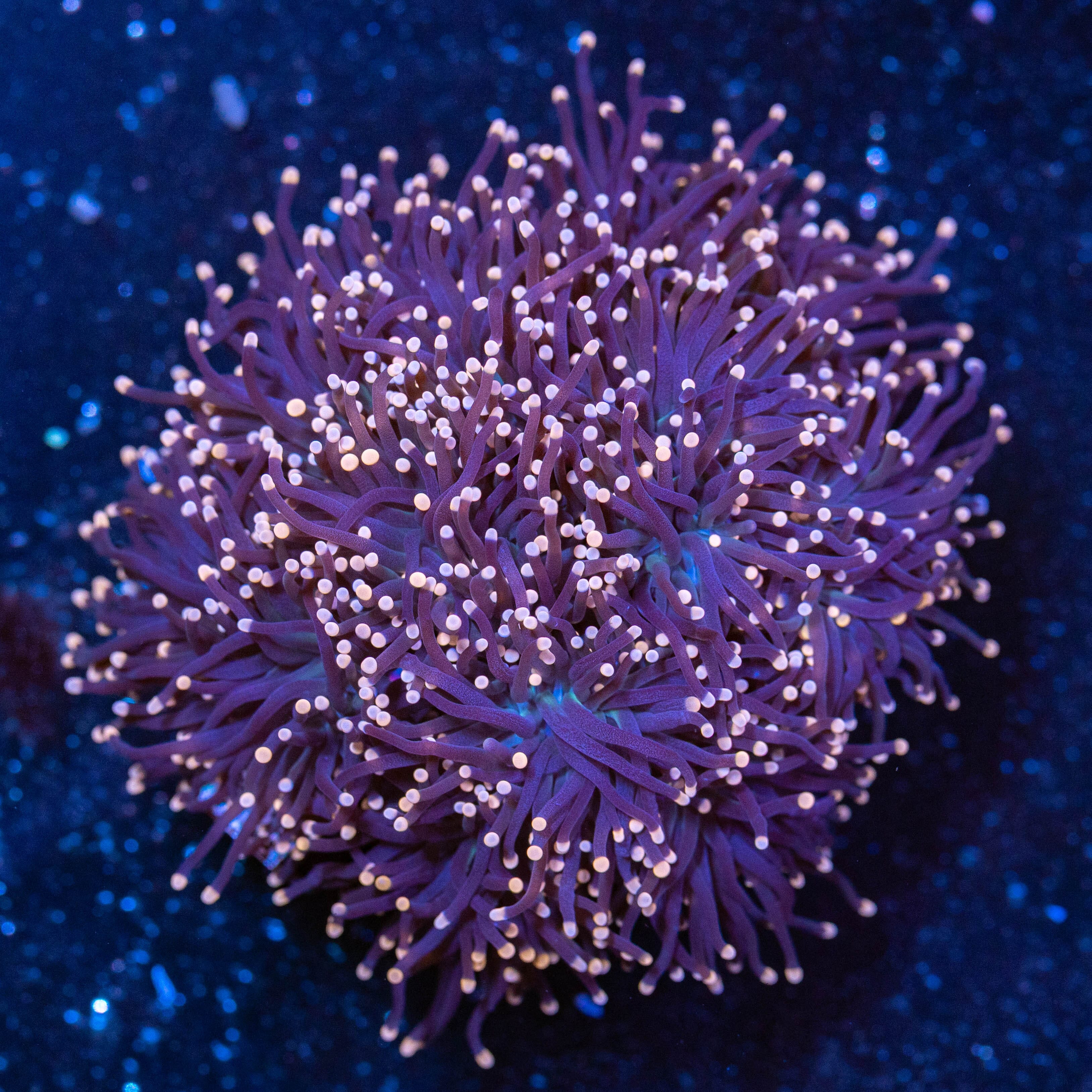 Pink Tip Black Torch Colony 2A - WYSIWYG Reef Lounge USA