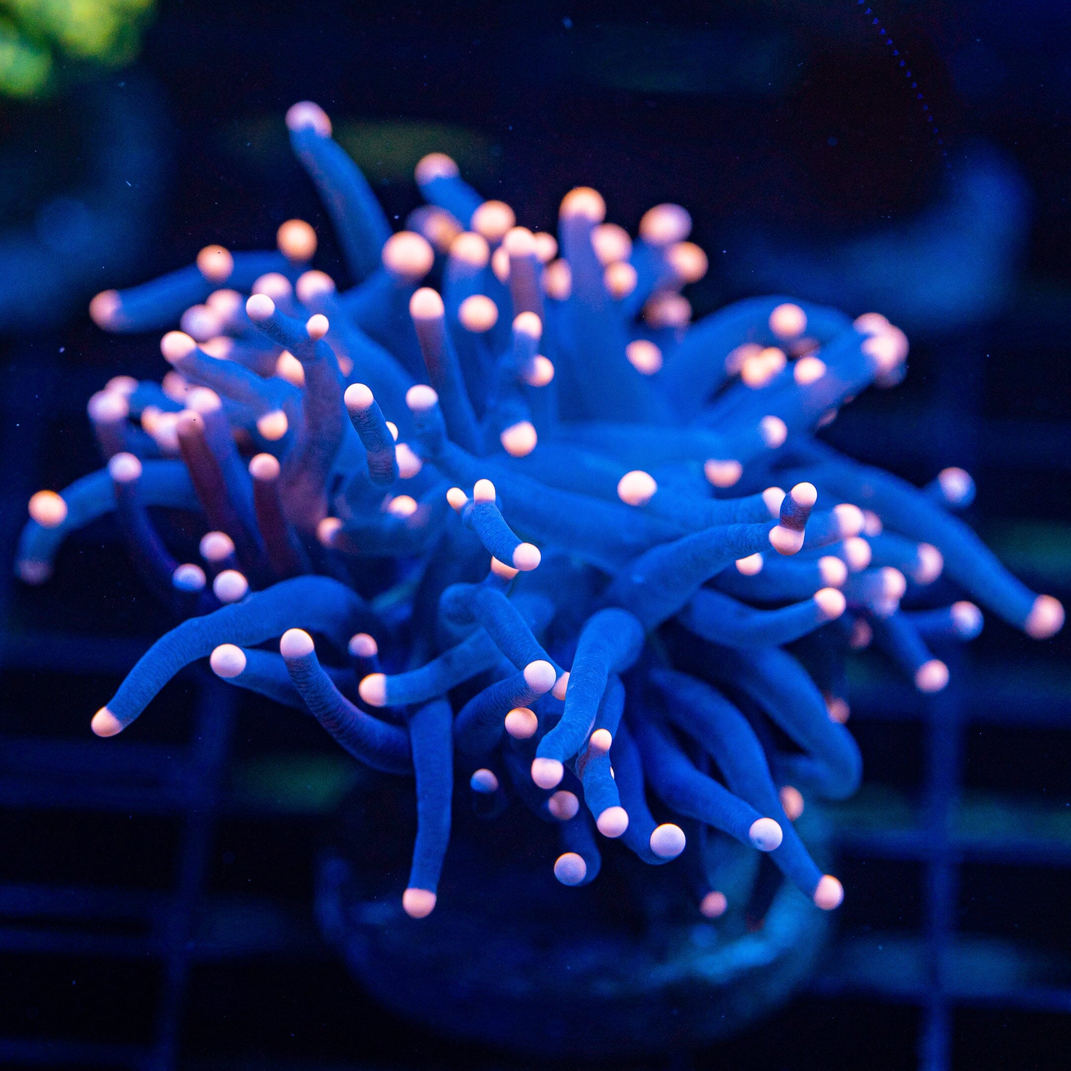 Pink Tip Black Torch Torch Reef Lounge USA