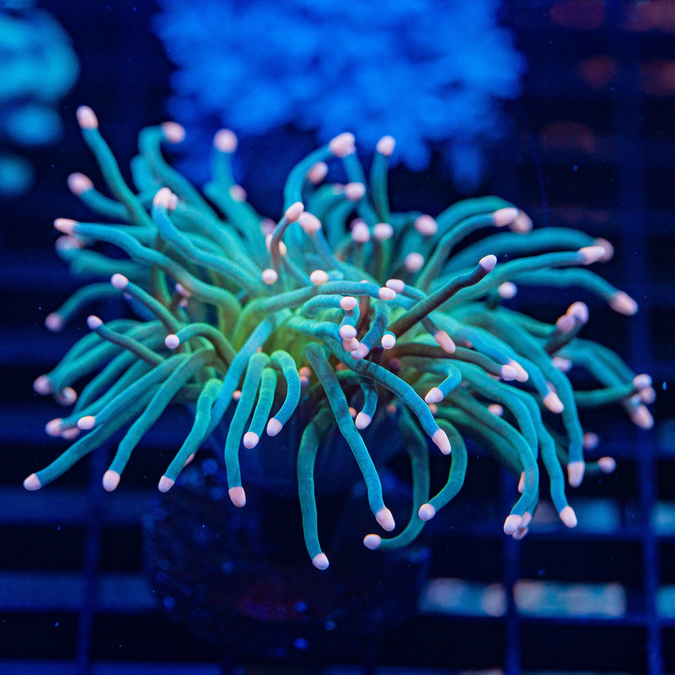 Pink Tip Green Torch Torch Reef Lounge USA