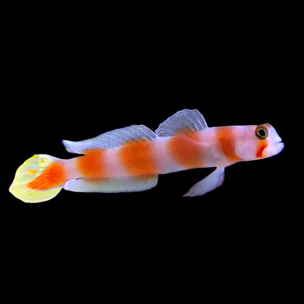 Pinkbar Goby Fish Reef Lounge USA