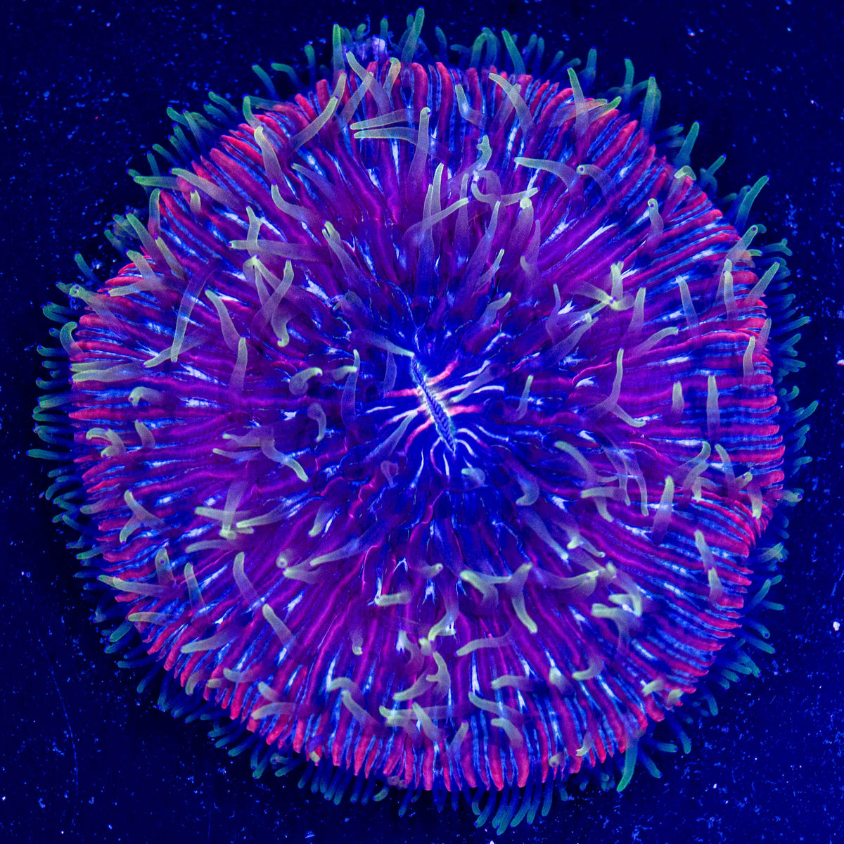Pink/Green Plate Coral 1A - WYSIWYG Reef Lounge Coral
