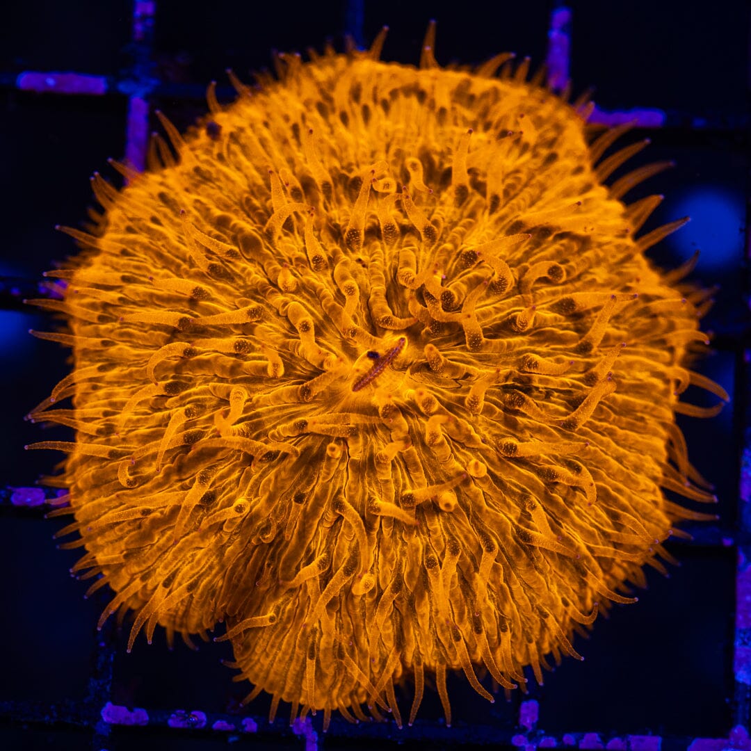 Plate Coral 16A - WYSIWYG Reef Lounge Norco