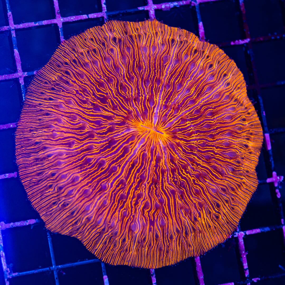 Plate Coral 1A - WYSIWYG Reef Lounge Norco