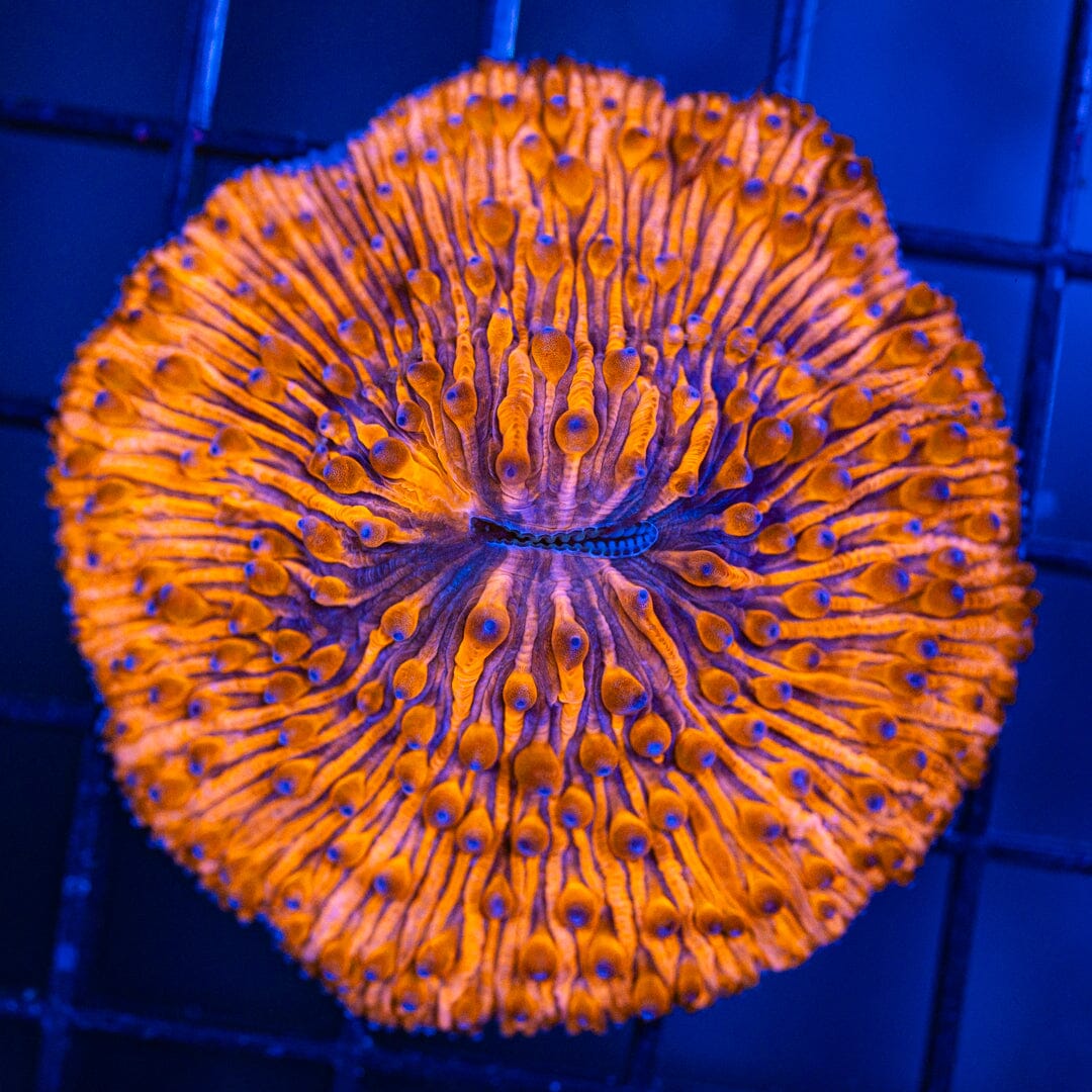 Plate Coral 1F - WYSIWYG Reef Lounge Coral