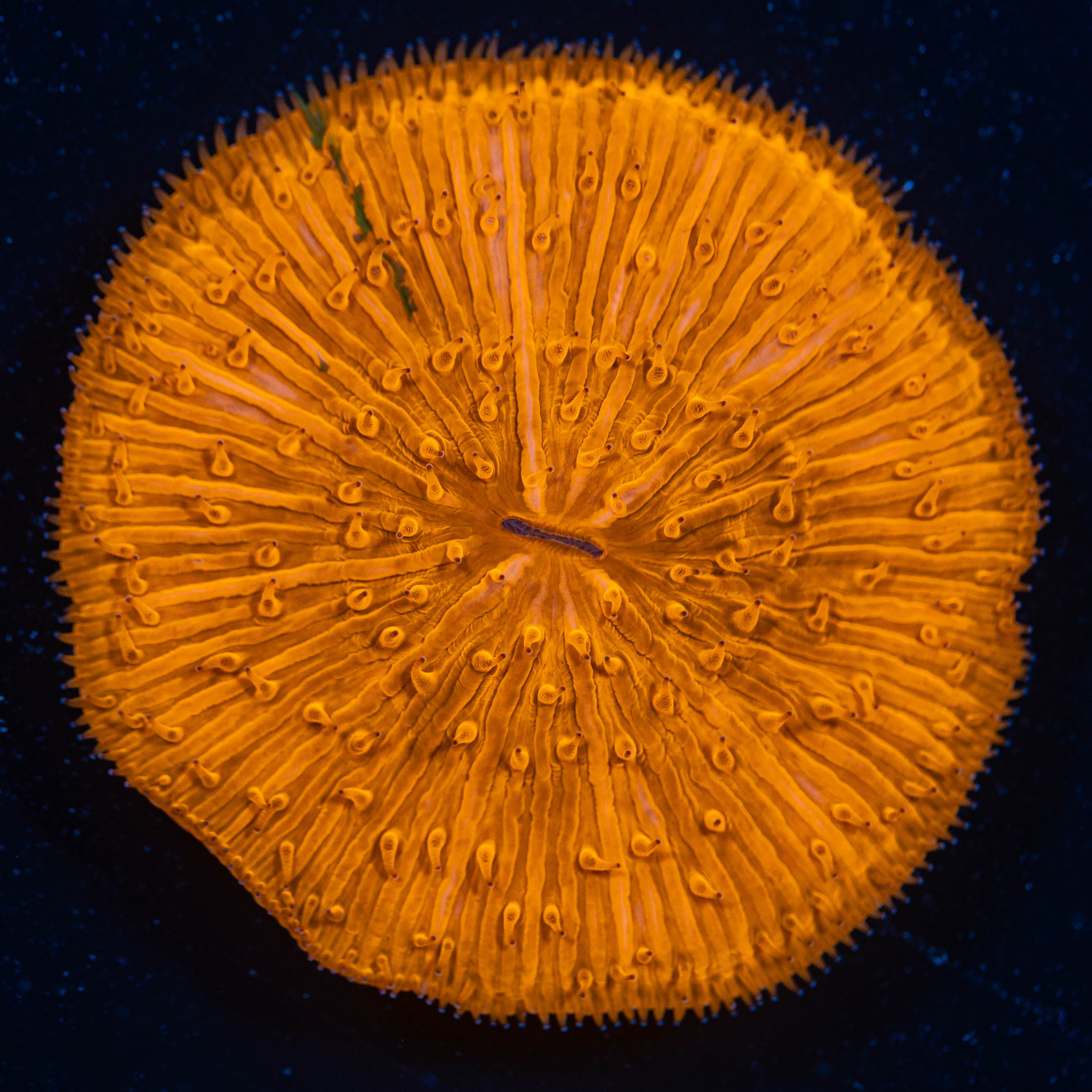 Plate Coral 1F - WYSIWYG Reef Lounge Norco