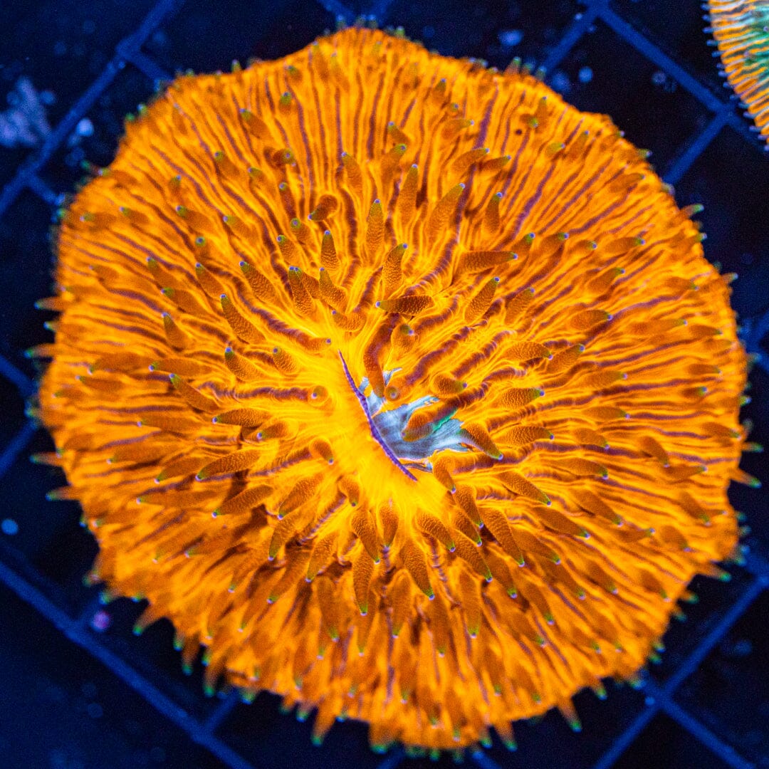 Plate Coral 2C - WYSIWYG Reef Lounge Coral