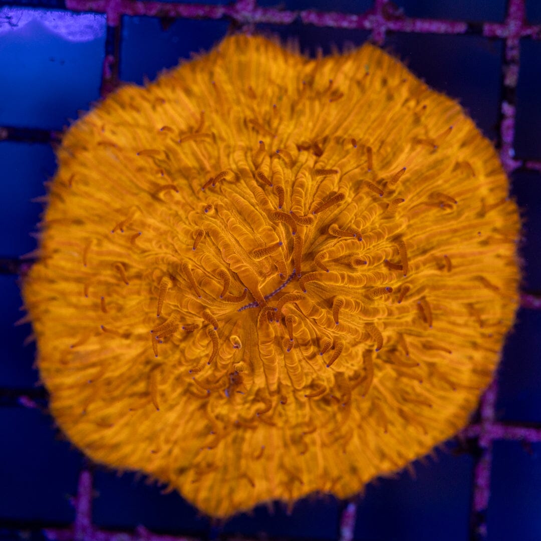 Plate Coral 3A - WYSIWYG Reef Lounge Norco