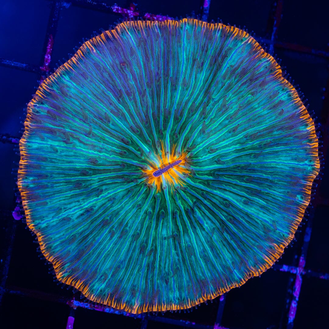 Plate Coral 3A - WYSIWYG Reef Lounge Norco