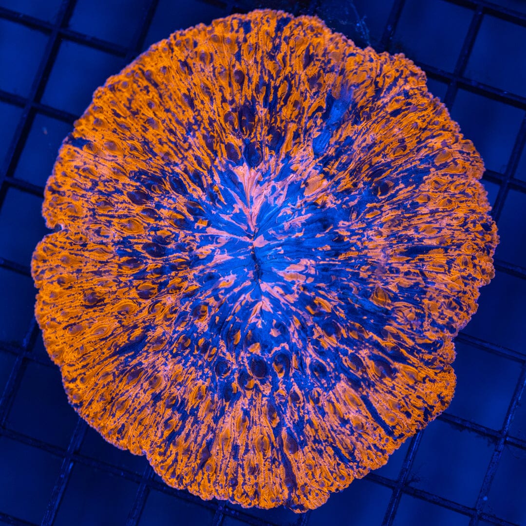 Plate Coral 3F - WYSIWYG Reef Lounge Coral