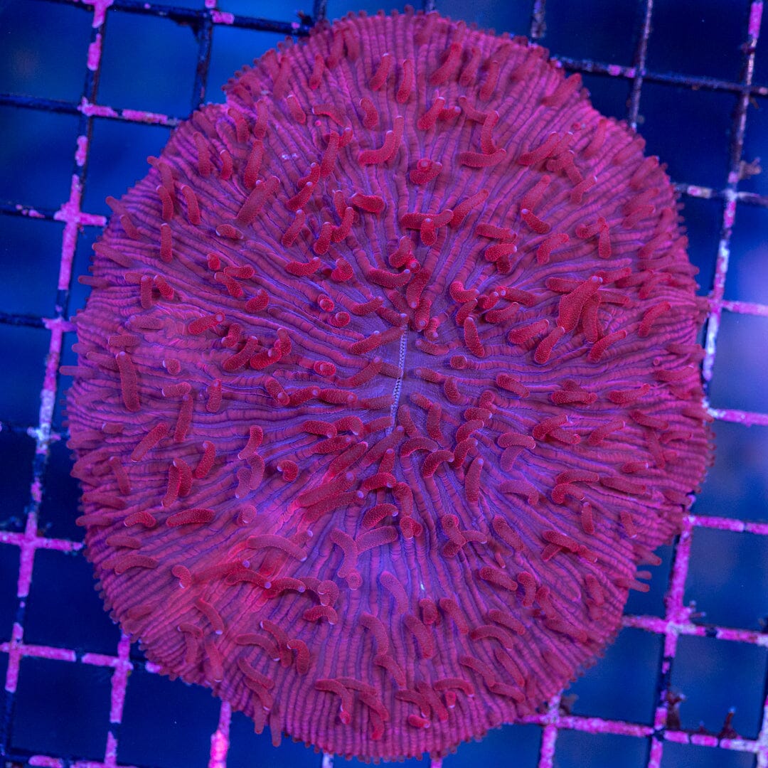 Plate Coral 5A - WYSIWYG Reef Lounge Norco