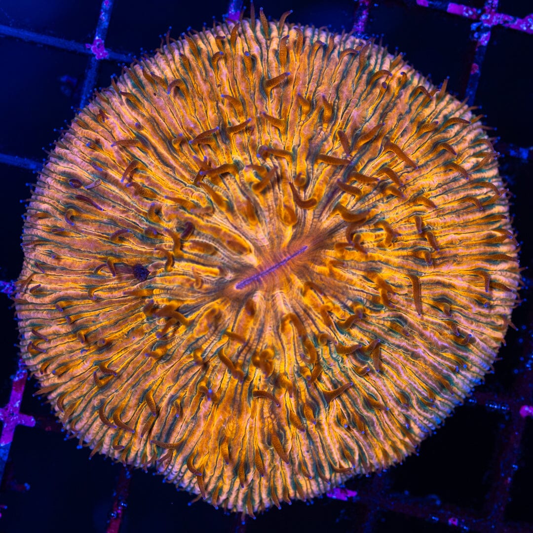 Plate Coral 7A - WYSIWYG Reef Lounge Norco