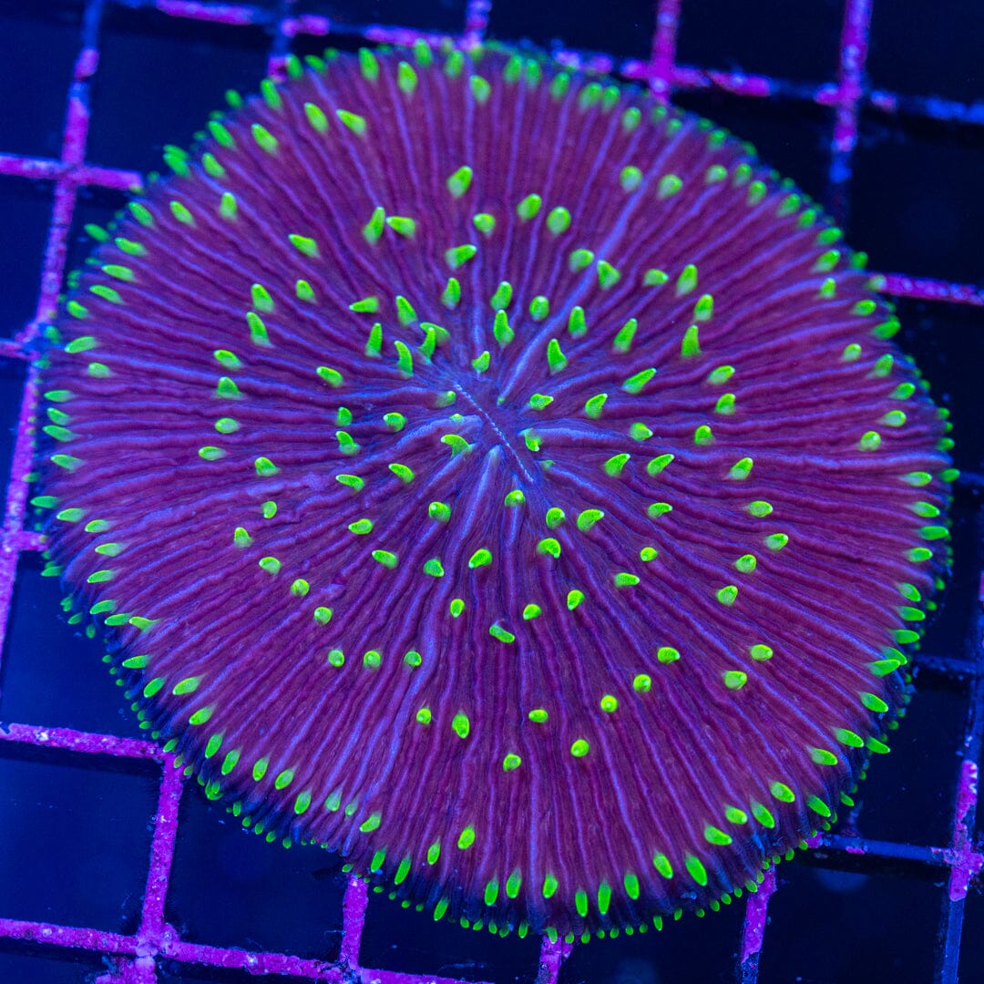 Plate Coral 8A - WYSIWYG Reef Lounge Norco