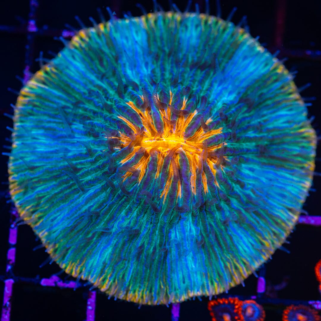 Plate Coral 9A - WYSIWYG Reef Lounge Norco