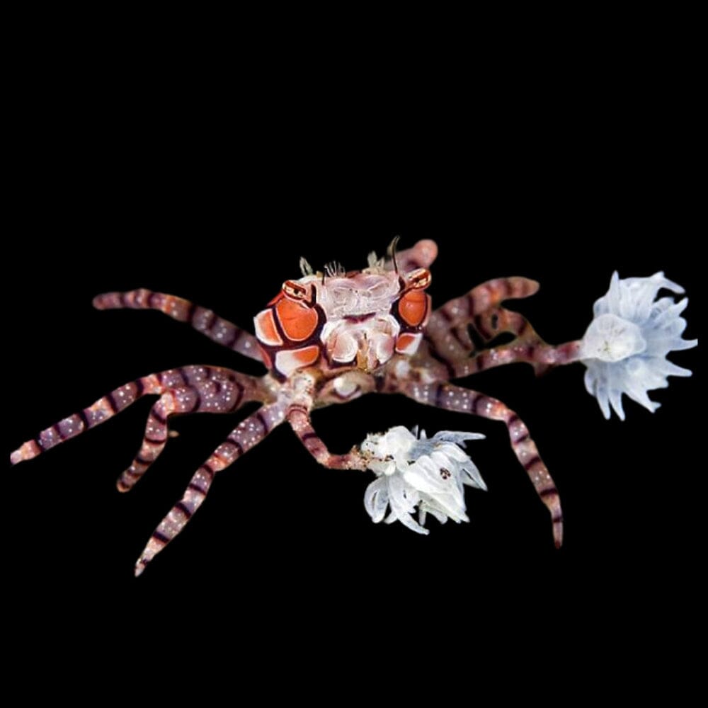 Pom Pom Crab Invertebrate Reef Lounge USA