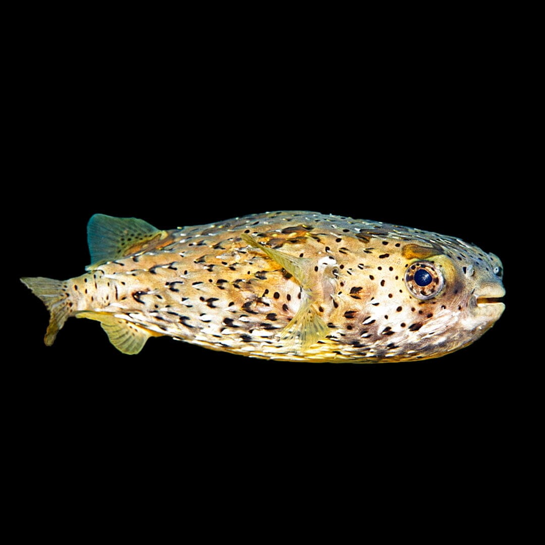 Porcupine Puffer Fish Reef Lounge USA