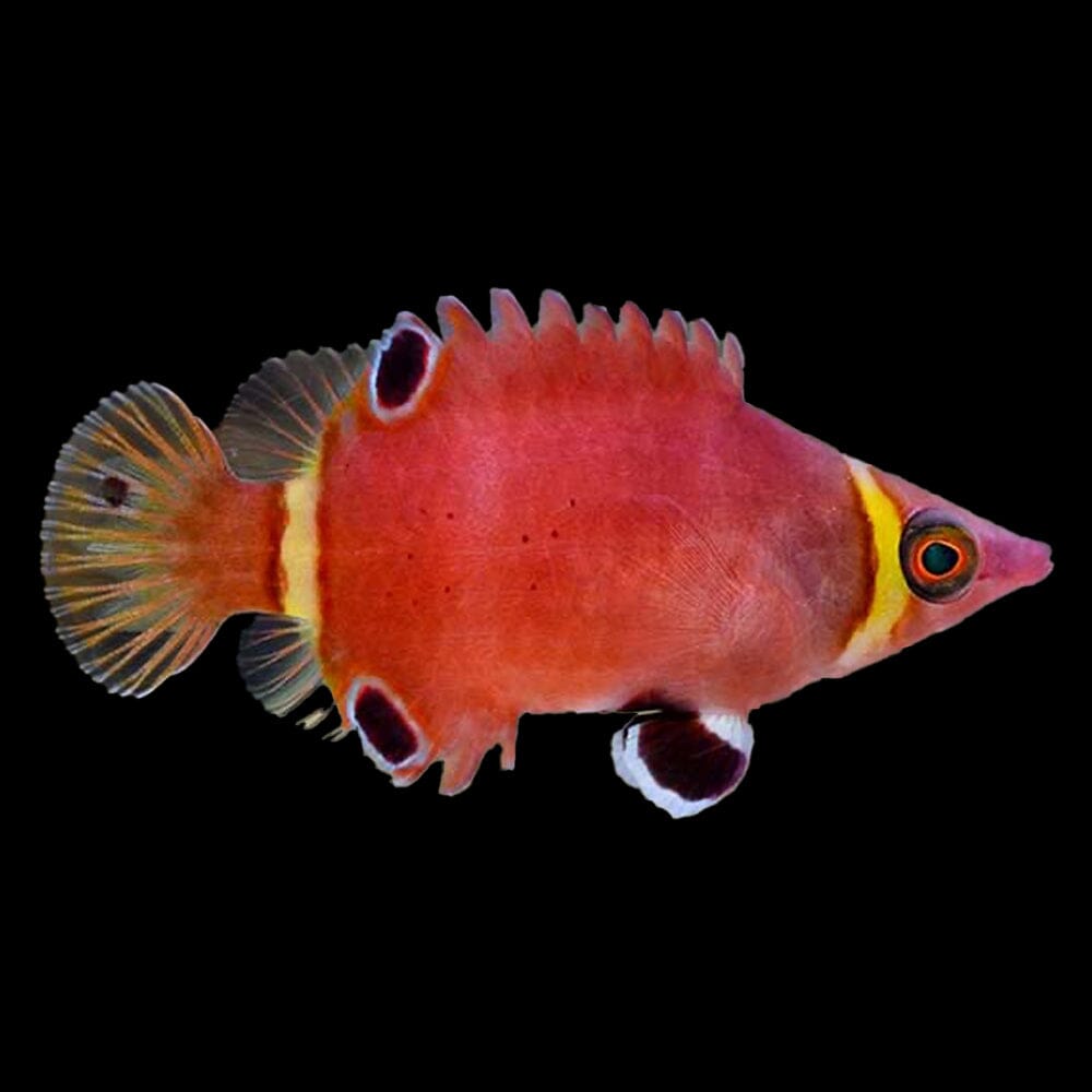 Possum Wrasse Fish Reef Lounge USA