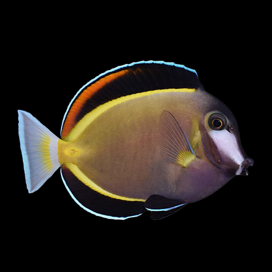 Powder Brown Tang Fish Reef Lounge USA