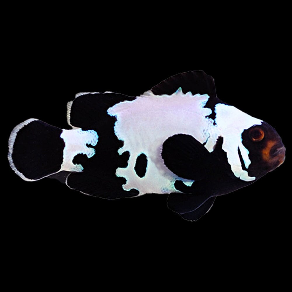 Premium Black Snowflake Clownfish Fish Reef Lounge USA