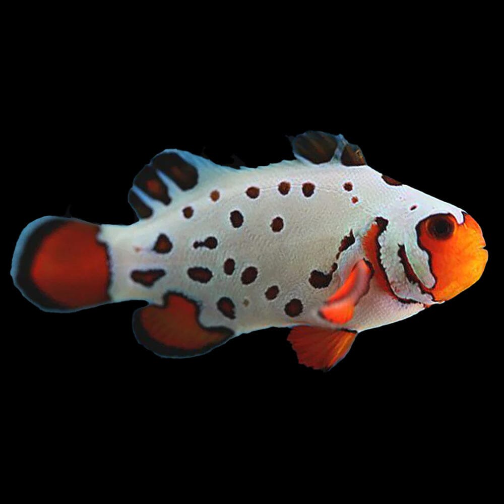 Premium Frostbite Clownfish Fish Reef Lounge USA
