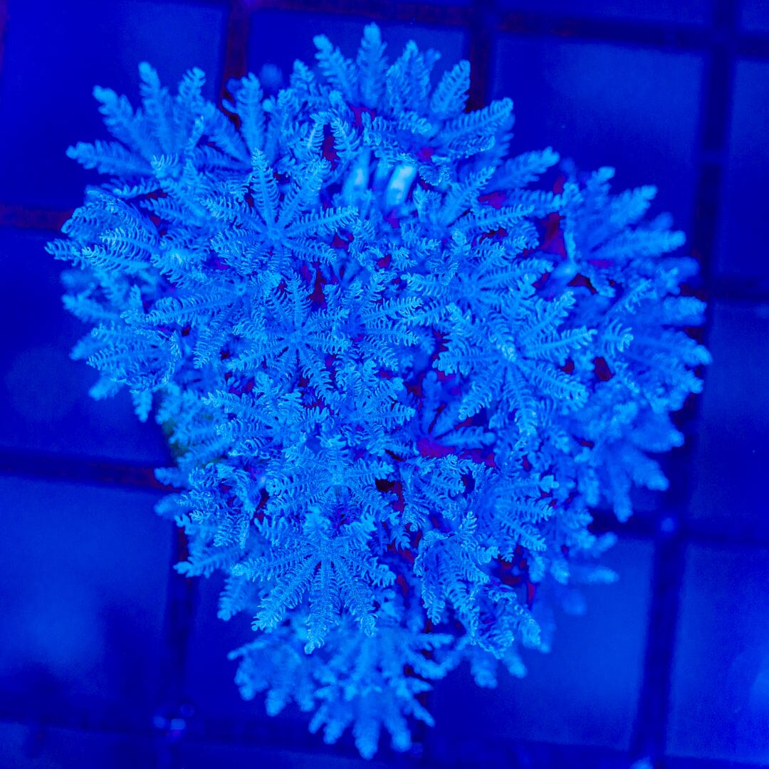 Pulsating Xenia Reef Lounge Coral