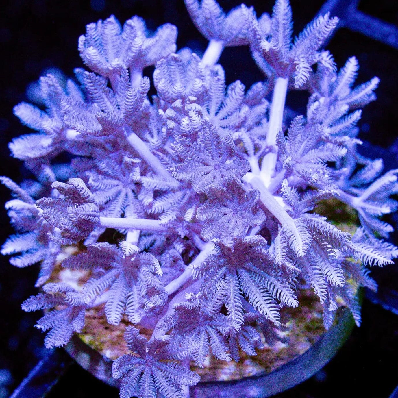 Pulsing Xenia Reef Lounge Coral