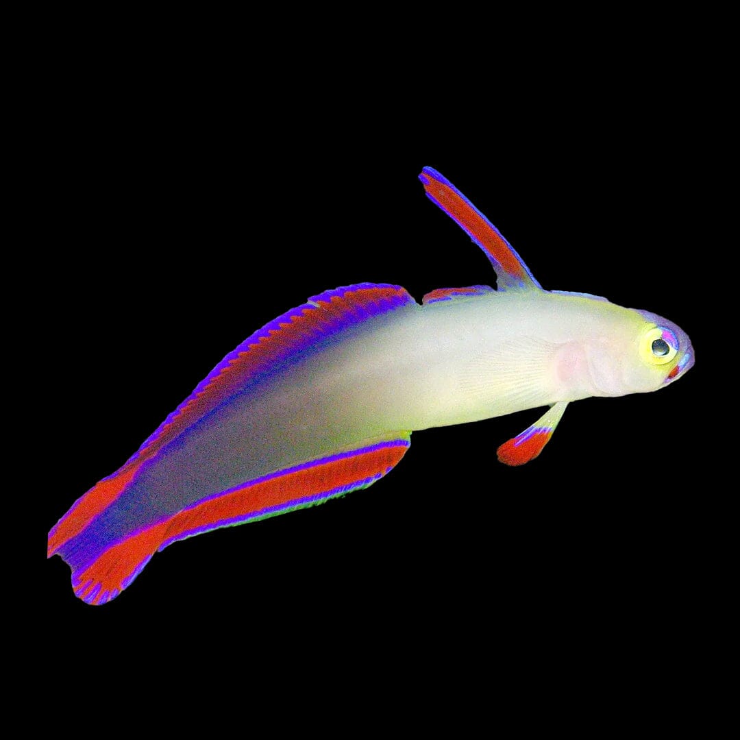 Purple Firefish Fish Reef Lounge USA