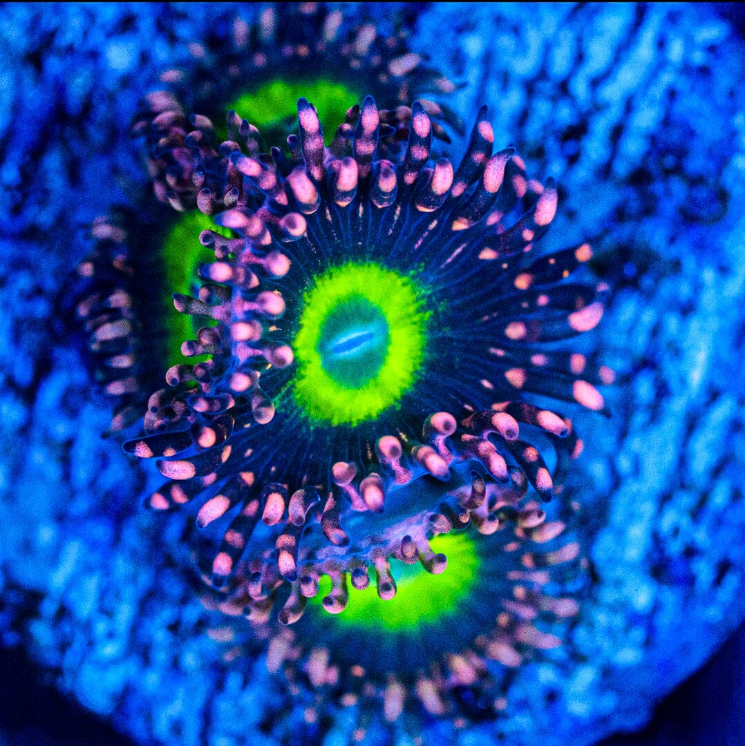 Purple Haze Zoanthids Zoa Reef Lounge USA