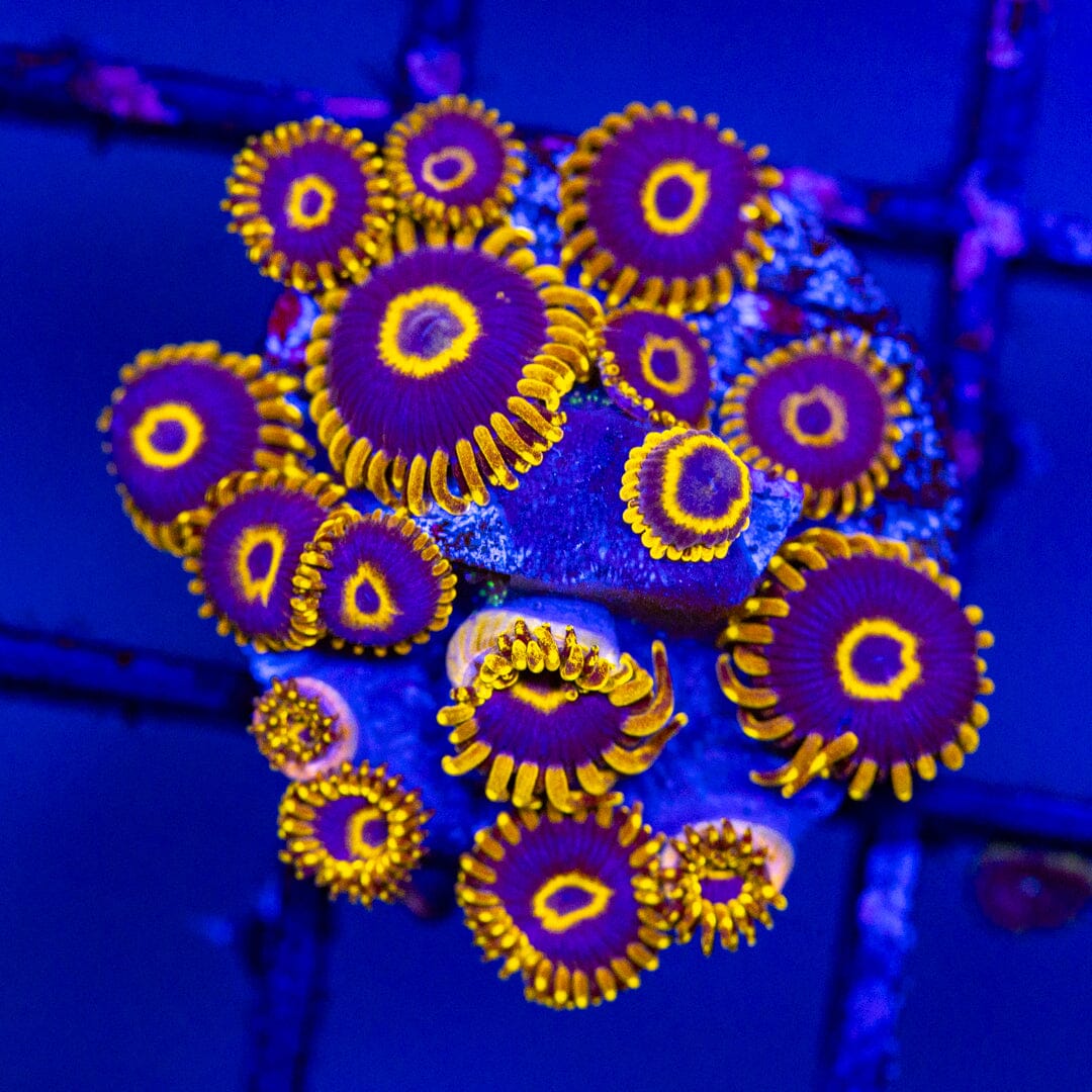Purple Hornet Zoa Mini Colony - WYSIWYG Reef Lounge Norco