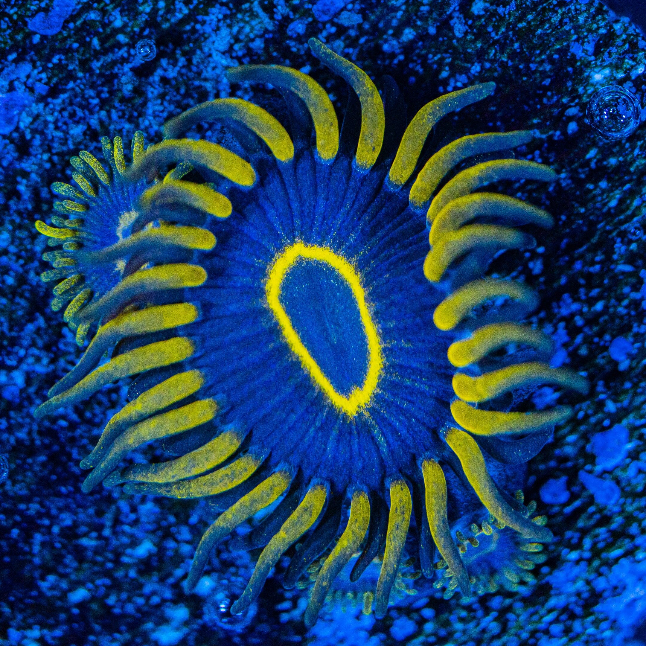 Red Hornet Zoanthids - WYSIWYG Mini Colony