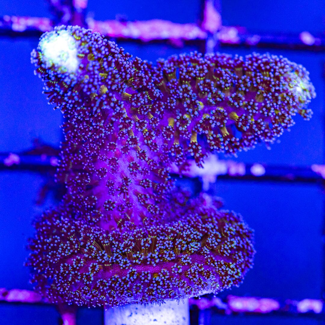 Purple Milka Stylophora LPS Coral Reef Lounge USA