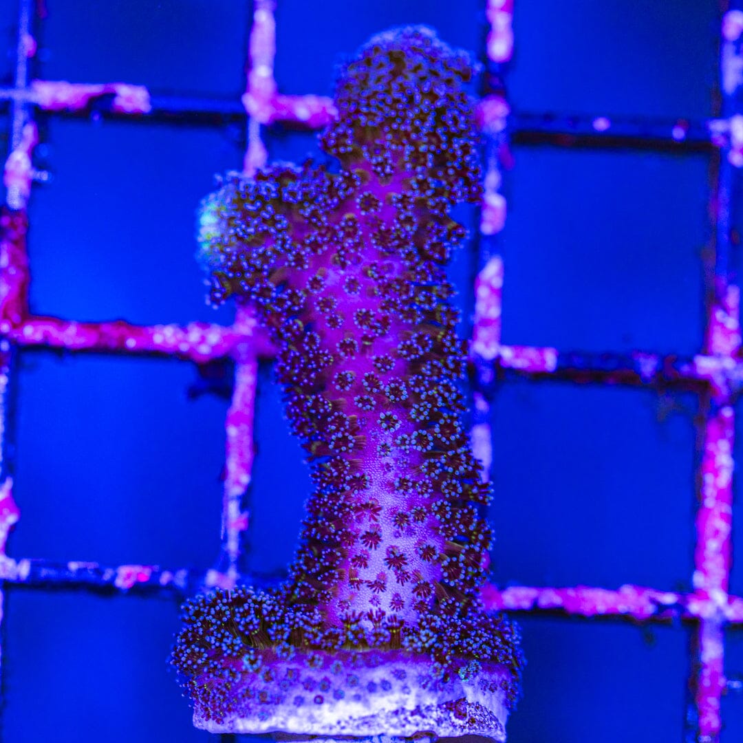Purple Milka Stylophora LPS Coral Reef Lounge USA