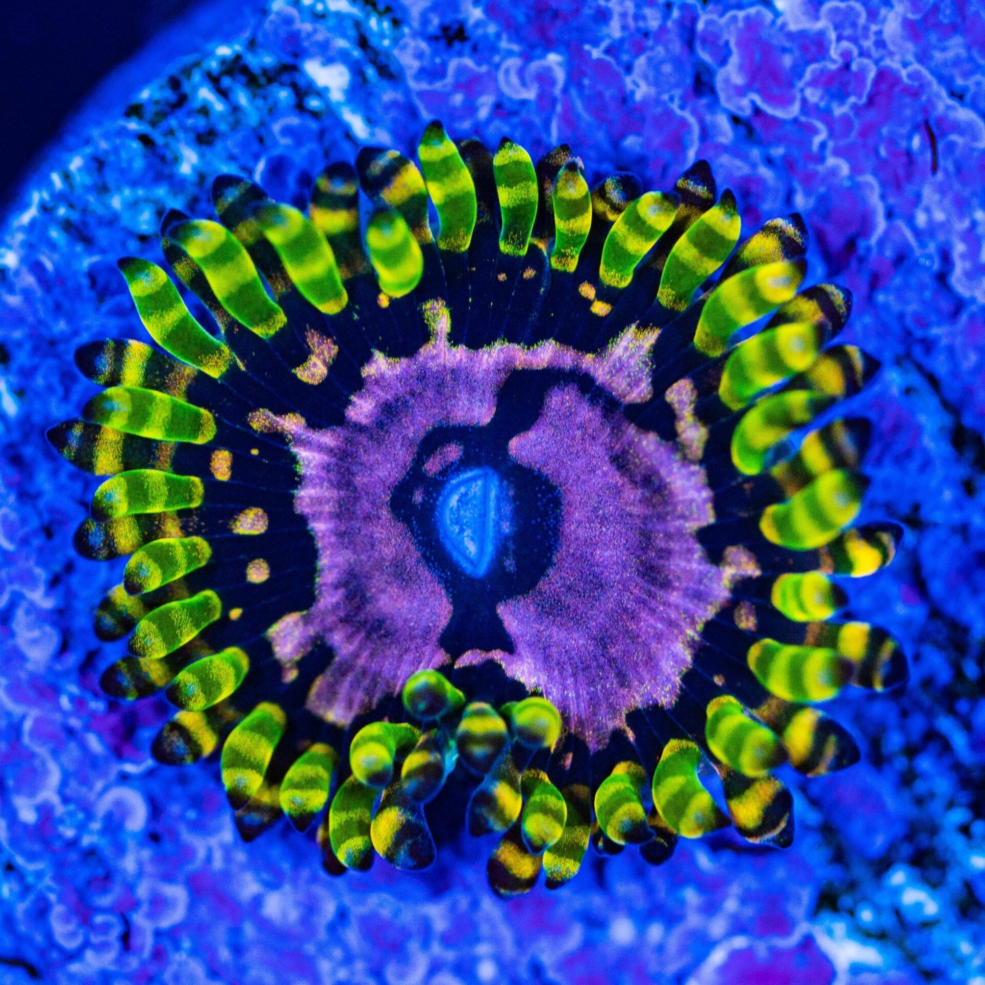 三層のネオンモンスター Purple Monster Zoanthids Coral Frag | Aquacultured Zoa for Sale