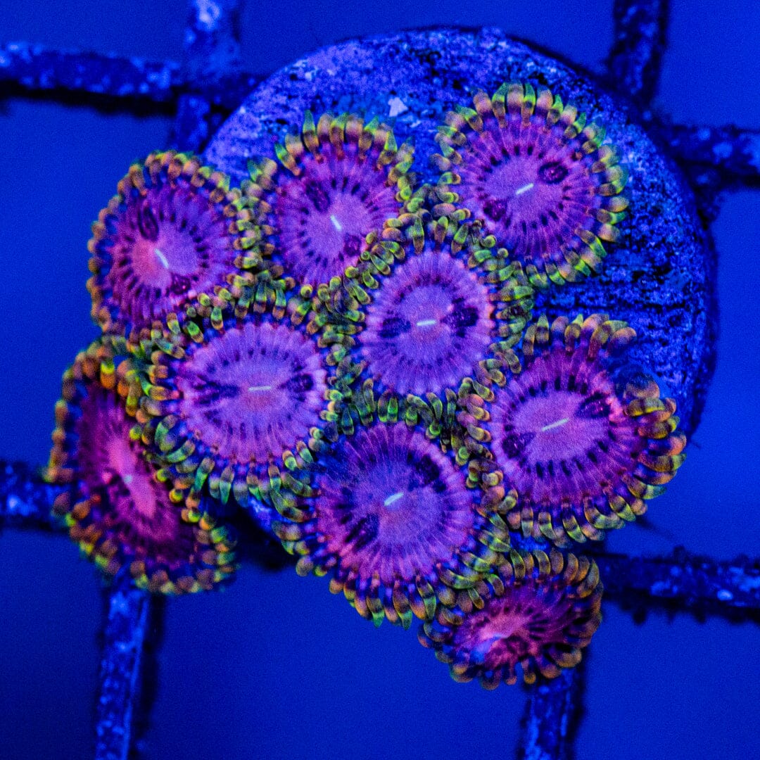 Purple Passion Zoa Overgrown Plug - WYSIWYG Reef Lounge Norco
